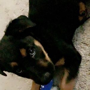 Meet your Posher, Dono